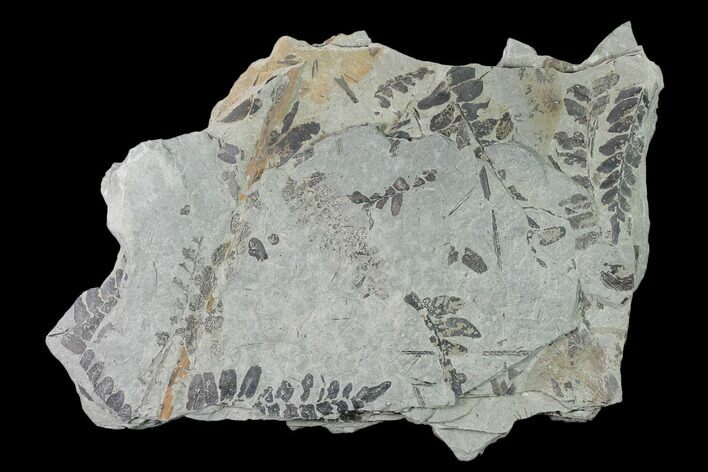 Fossil Fern (Neuropteris & Macroneuropteris) Plate - Kentucky #154734